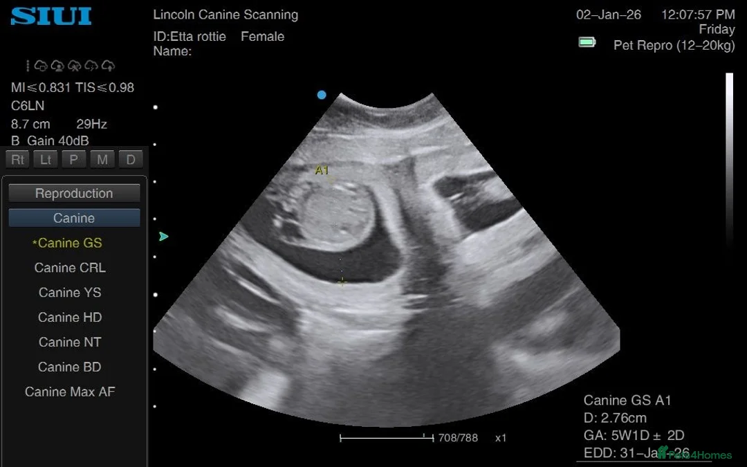 Rottweiler dogs for sale: Rottweiler pups ready to reserve.  - Advert 6