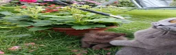 Mixed Breed cats for sale: Lovely kitchen  in Dagenham - Advert 9