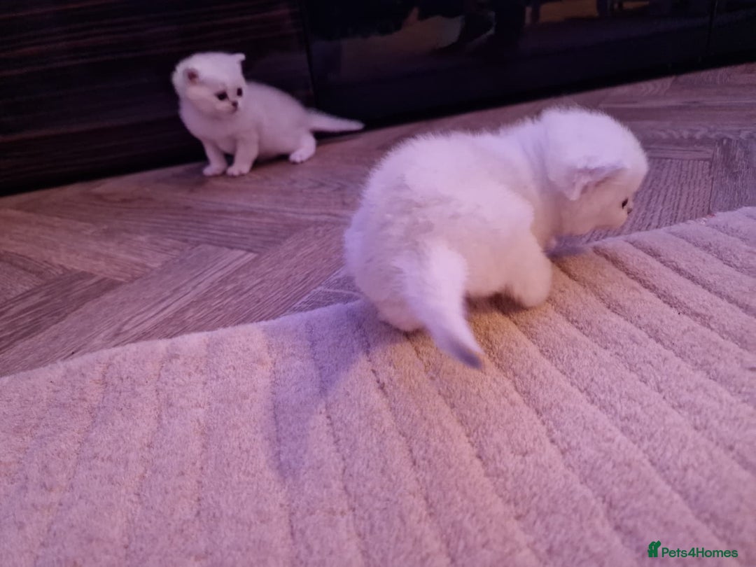 British Shorthair cats for sale: Rare Registered British Shorthair Chinchila Kitten - Image 13