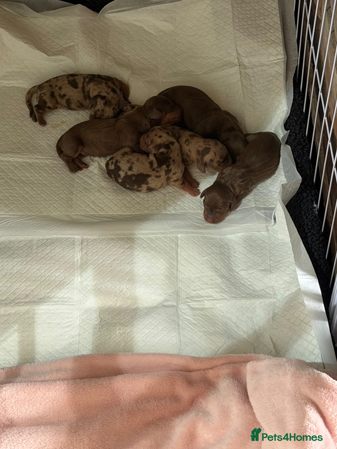 Miniature Dachshund dogs for sale: Male Miniature Dachshunds for sale in Wednesbury - Advert 16