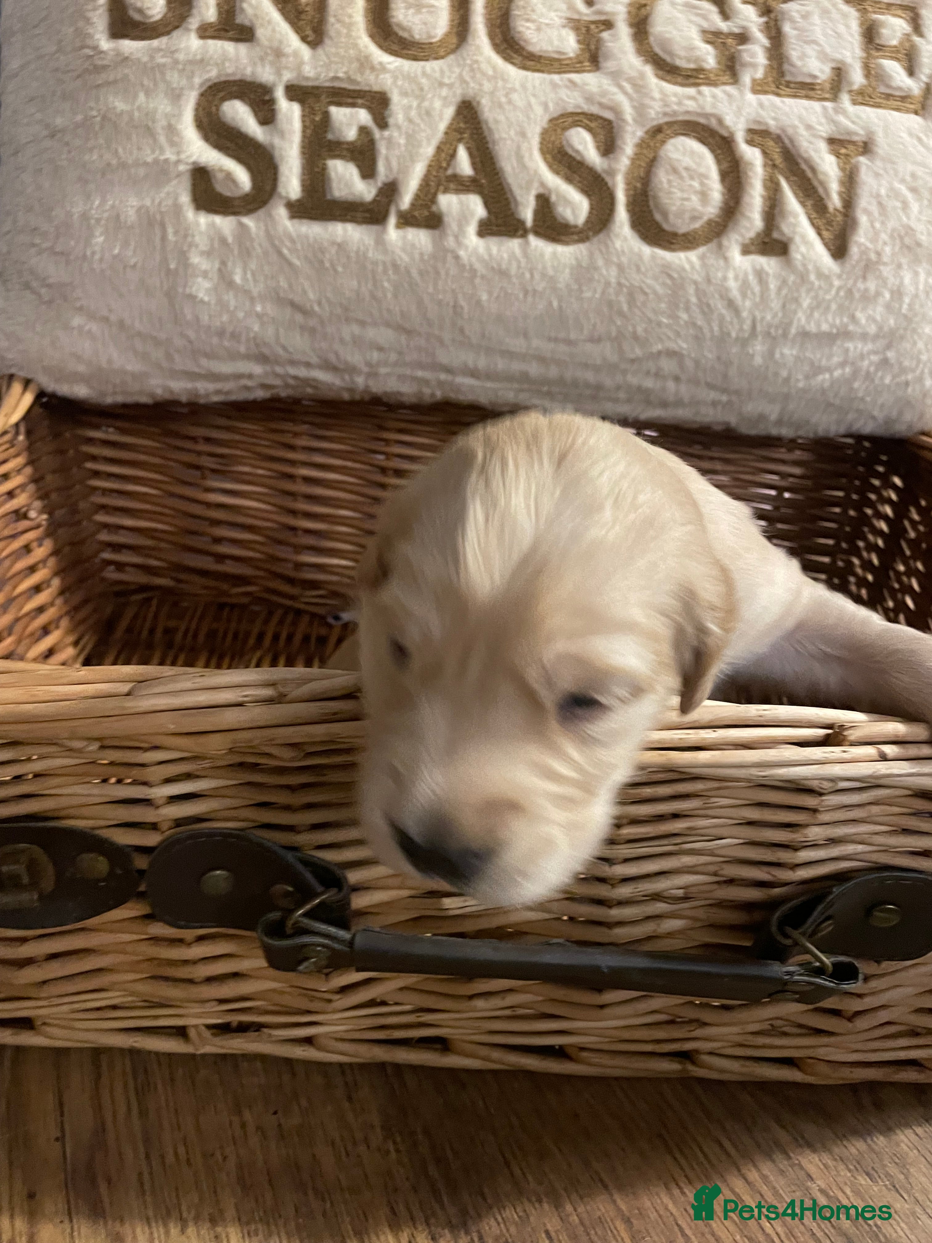 Mixed Breed dogs Golden retriever x Flatcoat retriever  - Advert 5