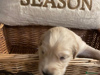 Mixed Breed dogs Golden retriever x Flatcoat retriever - Advert 5