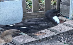 Ducks poultry for sale: Runner/Khaki/Pekin Ducks  - Image 4