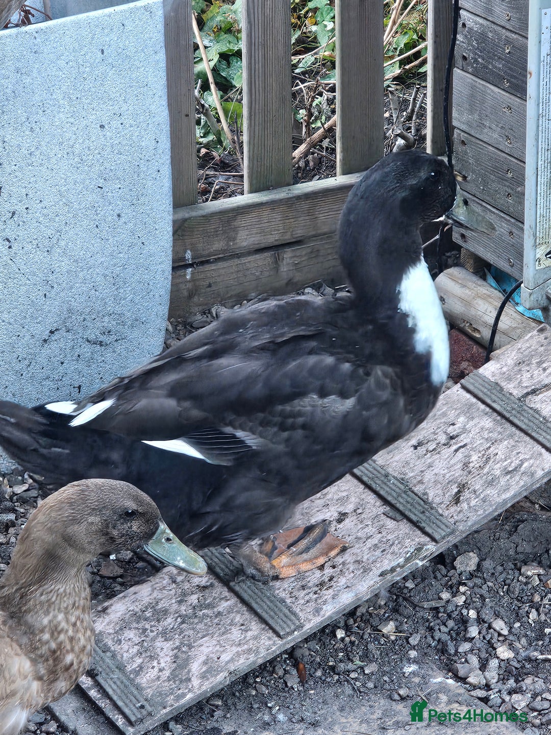 Ducks poultry for sale: Runner/Khaki/Pekin Ducks  - Image 4