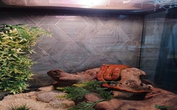 Corn Snake reptiles for sale: Corn Snake with viv - Image 4