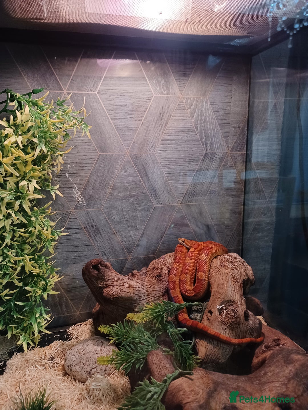 Corn Snake reptiles for sale: Corn Snake with viv - Image 4