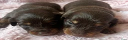 Miniature Dachshund dogs for sale: READY NOW Long hair tiny KC - Advert 9