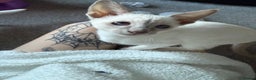 Siamese cats for sale: oriental siamese male - Advert 5