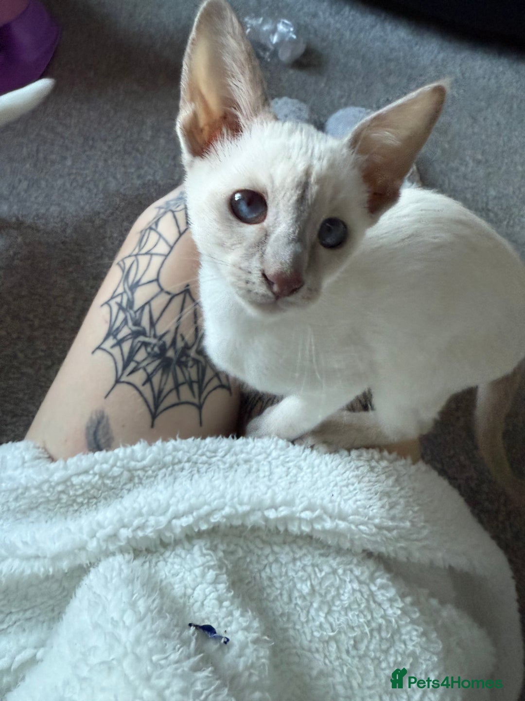 Siamese cats for sale: oriental siamese male - Advert 5
