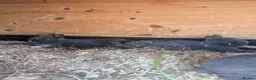 Netherland Dwarf rabbits for sale: Netherlands dwarf babys  - Advert 3