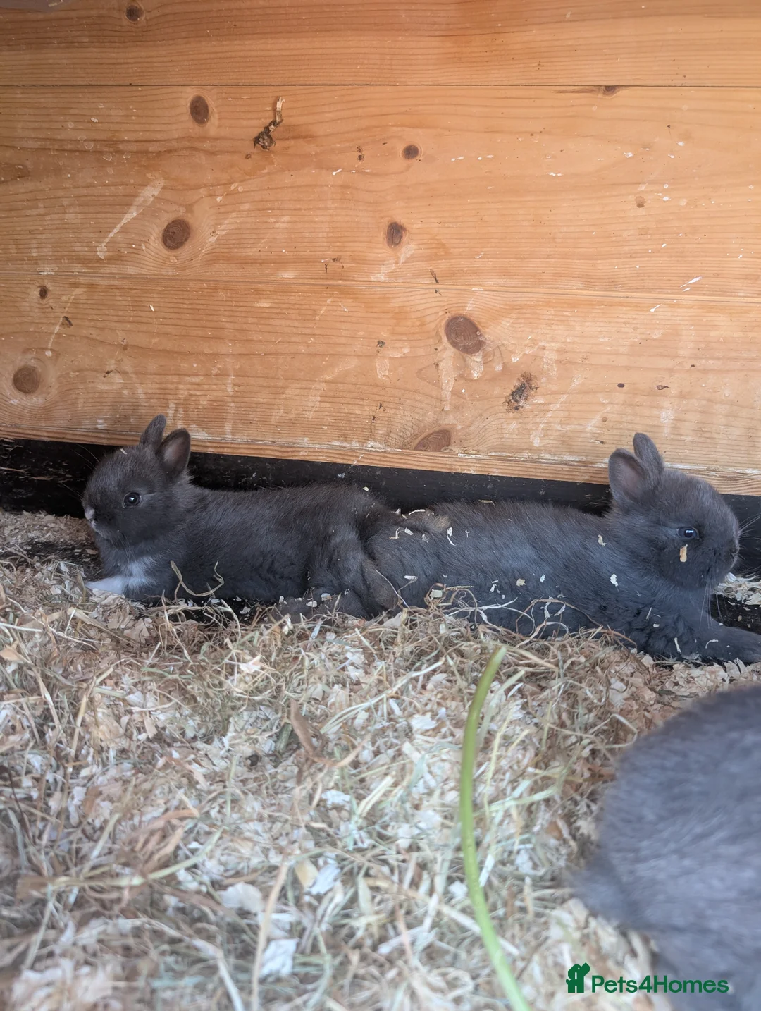 Netherland Dwarf rabbits for sale: Netherlands dwarf babys  - Advert 3