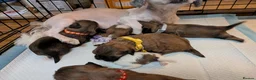 Lhasa Apso dogs for sale: Beautiful Lhasa puppies 6 available  - Advert 2