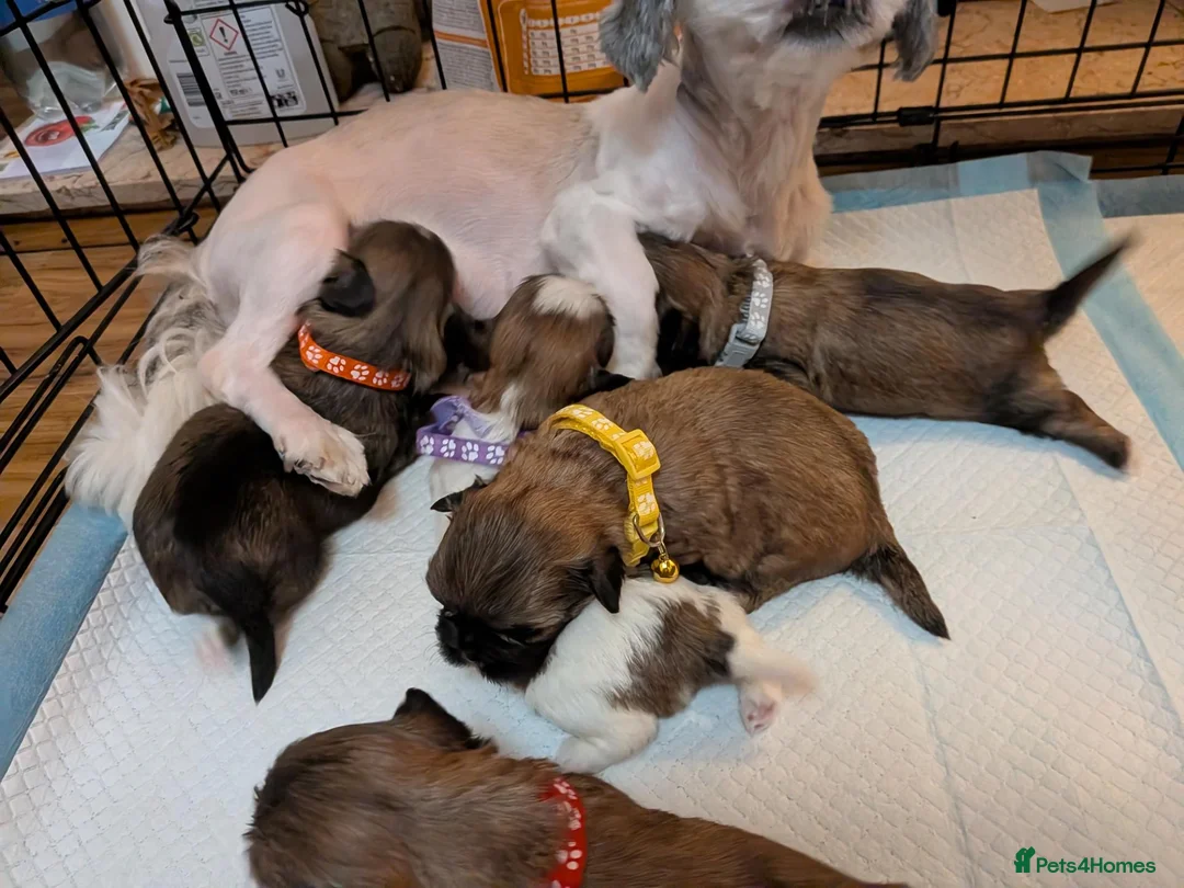 Lhasa Apso dogs for sale: Beautiful Lhasa puppies 6 available  - Advert 2