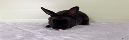 Rex rabbits for sale: Mini Rex’s 9 weeks old  - Advert 2