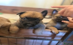Belgian Shepherd Dog dogs for sale: Top working line puppies  - Image 26