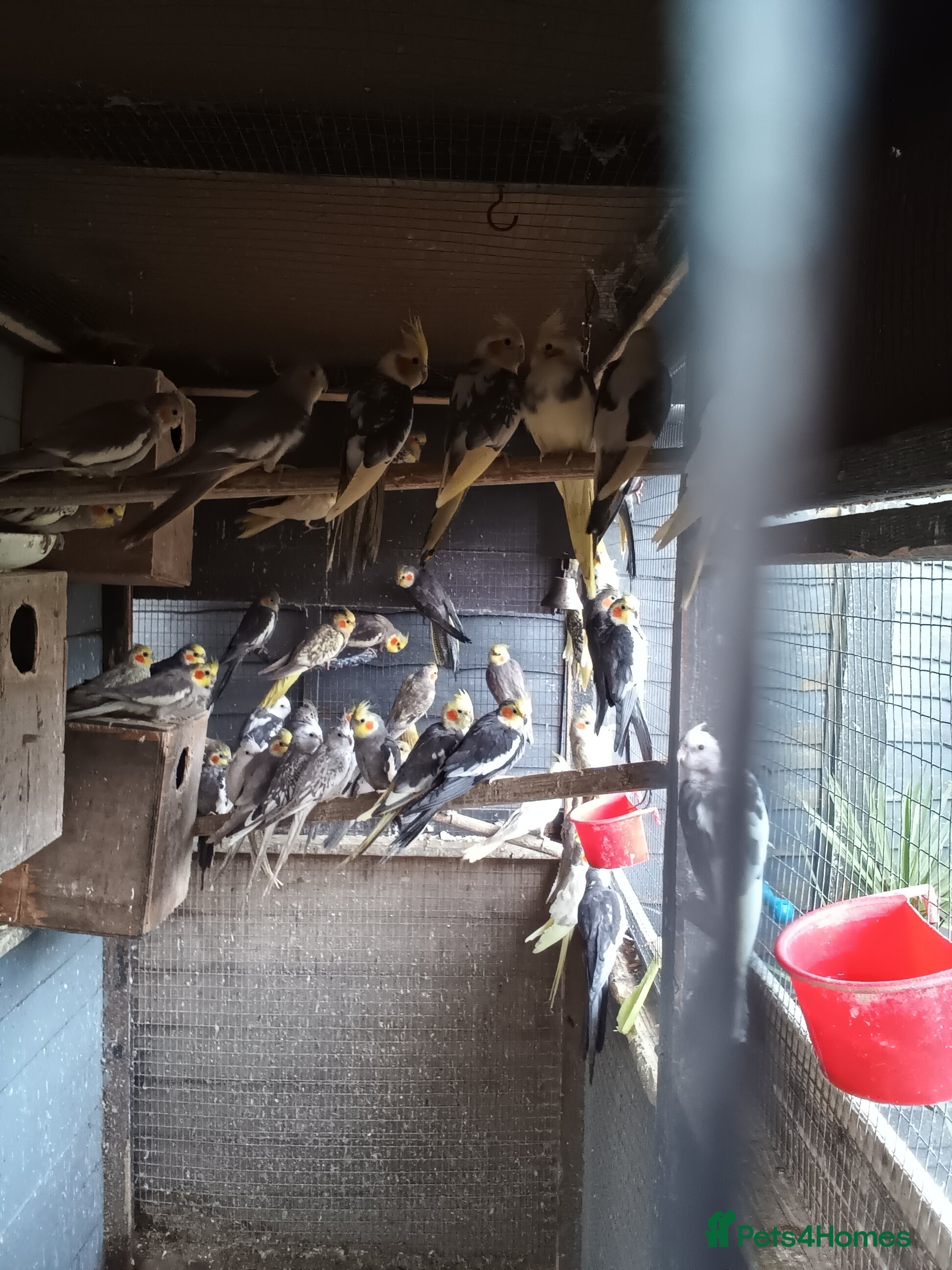 Cockatiels birds Breeding Cockateils - Advert 2