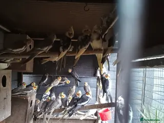 Cockatiels birds Breeding Cockateils - Advert 2