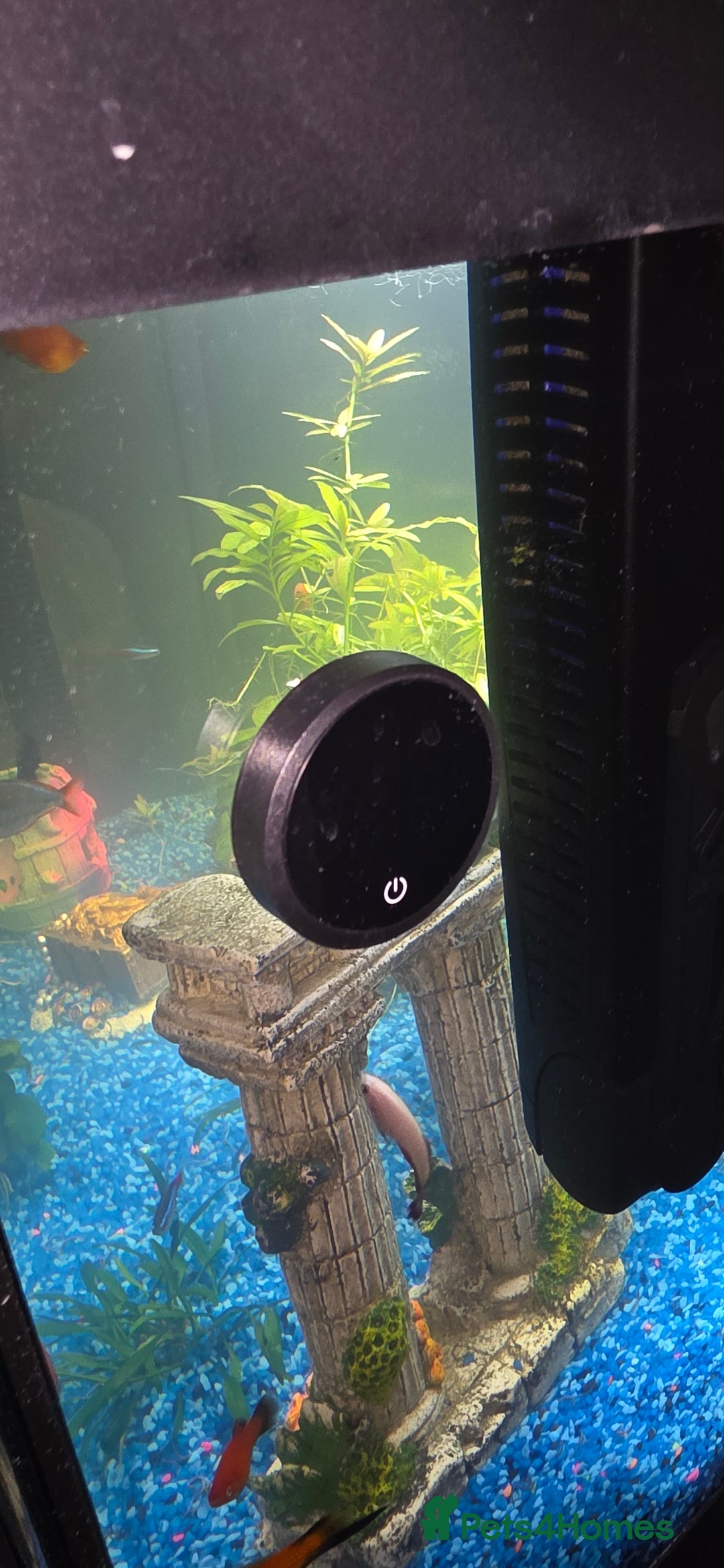 Platies fish for sale: Fluval roma 125l Tank Complete Set up - Advert 12