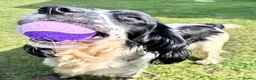 English Springer Spaniel dogs for sale: Skye - Black & White Ess 2 year old adult girl - Advert 2