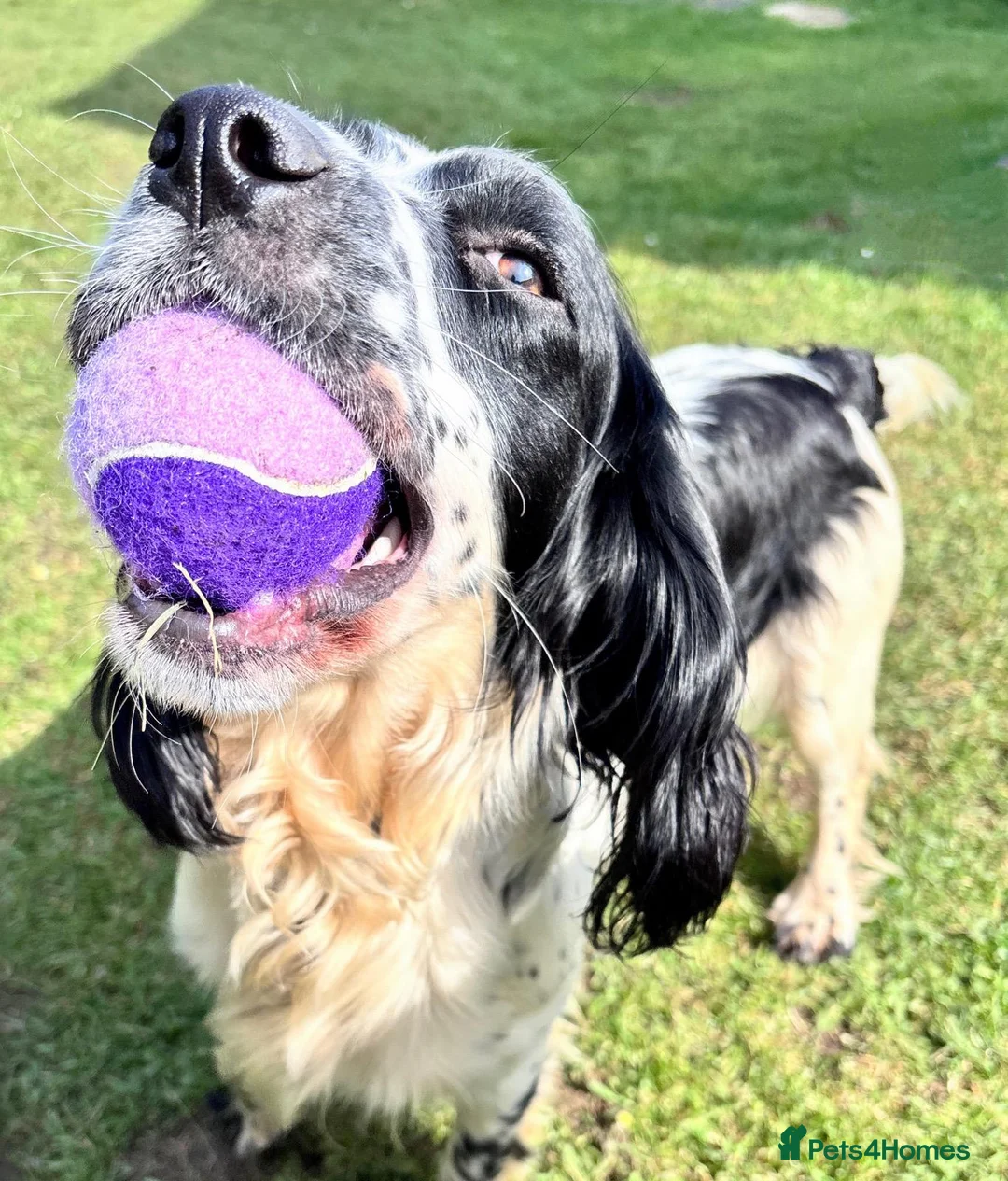 English Springer Spaniel dogs for sale: Skye - Black & White Ess 2 year old adult girl - Advert 2
