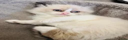 Ragdoll cats for sale: Ragdoll kittens  - Advert 27