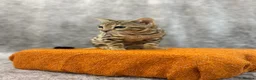 Bengal cats for sale: 🐆 Stunning Bengal Singleton Boy  - Advert 1