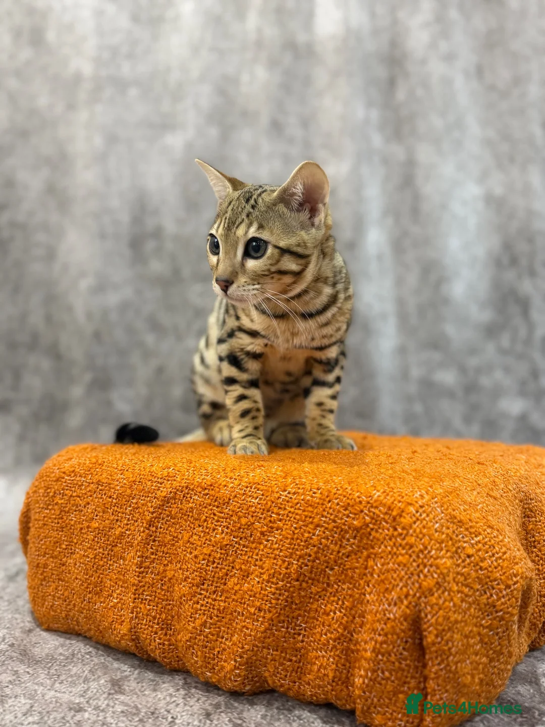 Bengal cats for sale: 🐆 Stunning Bengal Singleton Boy  - Advert 1