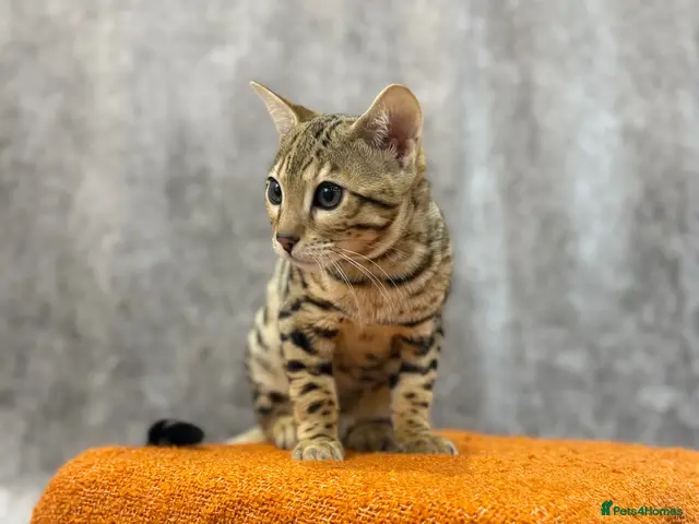 Bengal cats for sale: 🐆 Stunning Bengal Singleton Boy - Advert 15