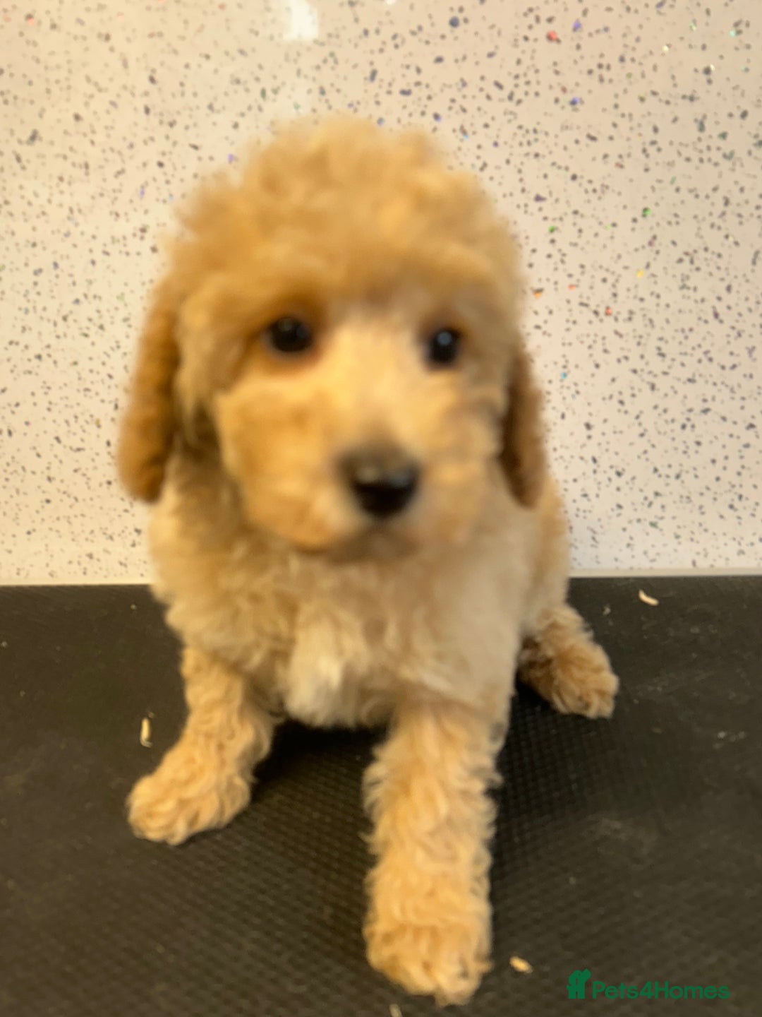 Toy Poodle dogs for sale: Stunning litter of toy poodle puppies  - Image 2