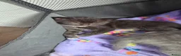 Mixed Breed cats for sale: 5 beautiful black and white kittens - Advert 8