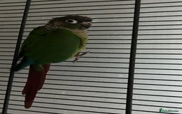 Conures birds for sale: Pair for sale  - Image 2