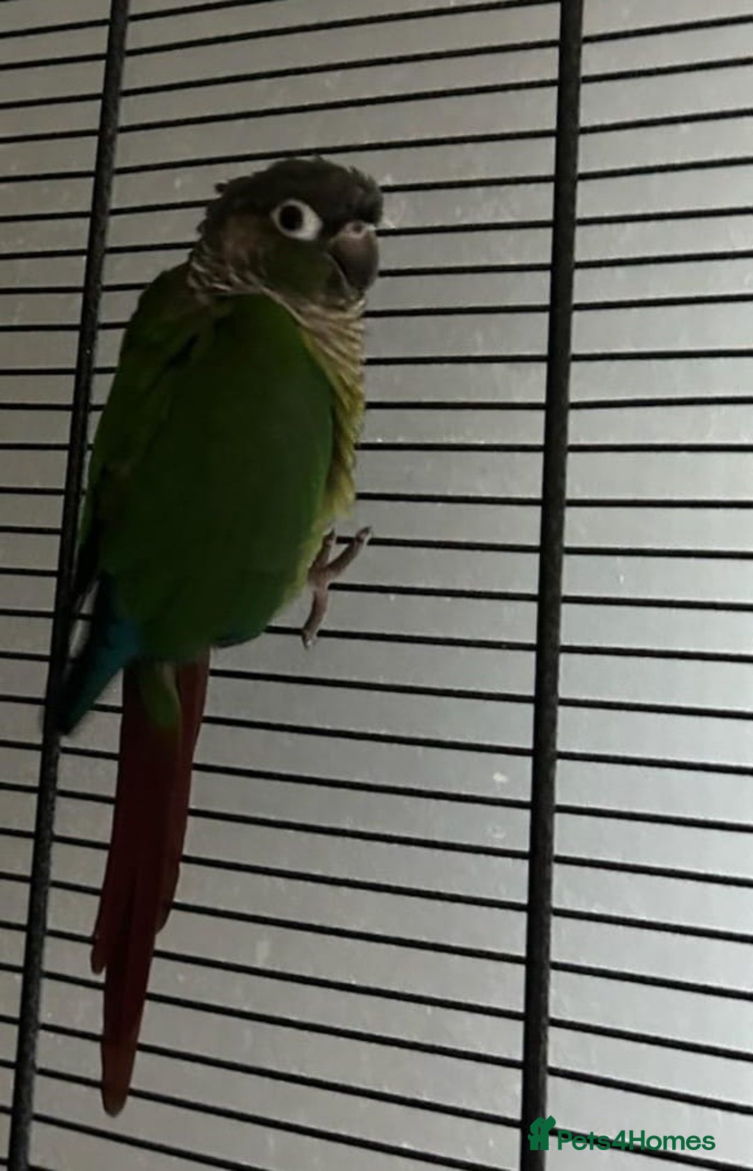 Conures birds for sale: Pair for sale  - Image 2