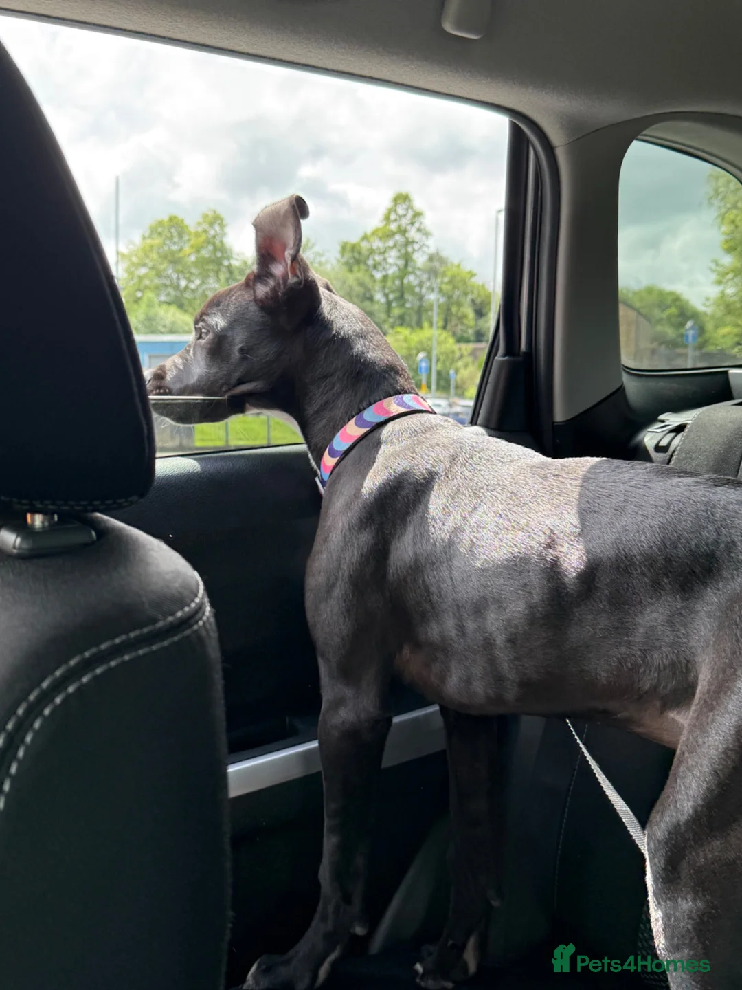 Mixed Breed dogs for sale: Lottie - cane corso puppy  in Burnley - Advert 2