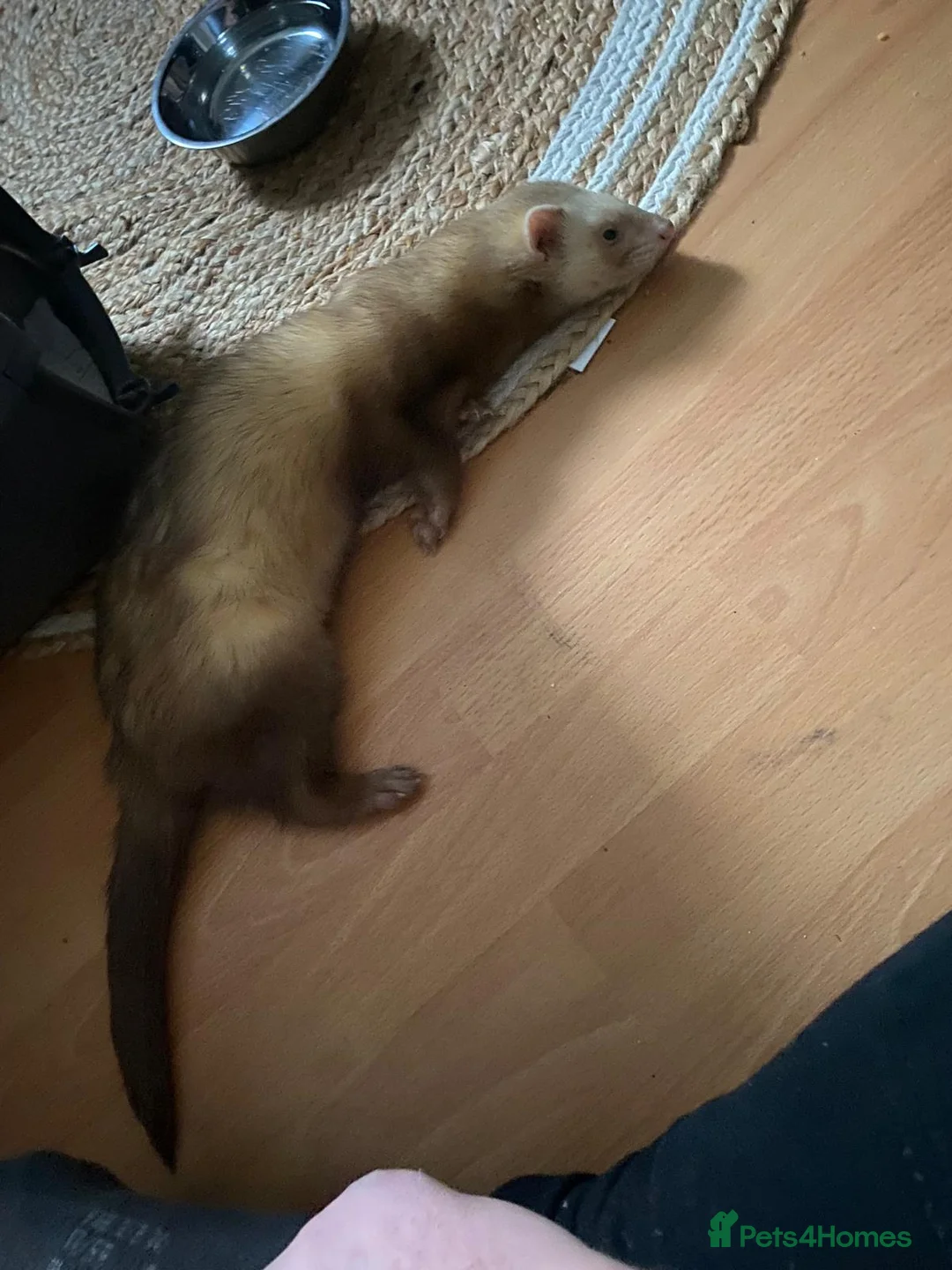 Ferret rodents for sale: Male ferret for sale  - Advert 2