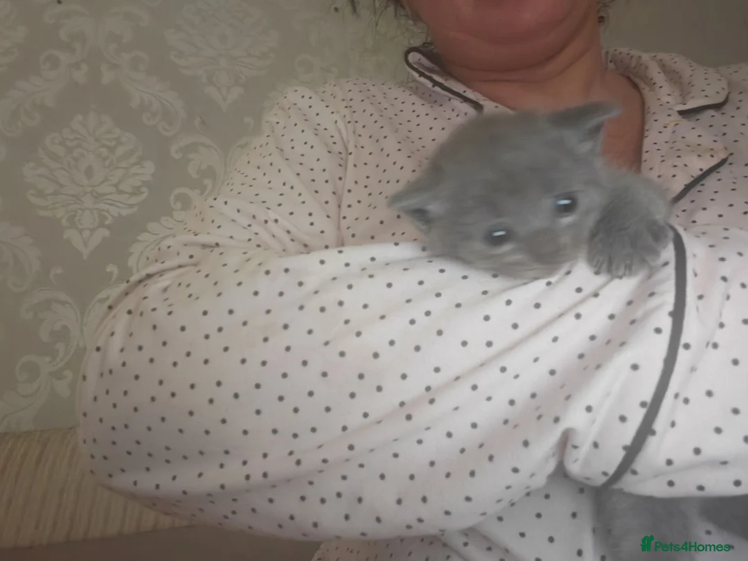 British Shorthair cats for sale: Beautiful British short hair boy  in Feltham - Advert 11