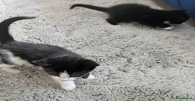Mixed Breed cats - Advert 1