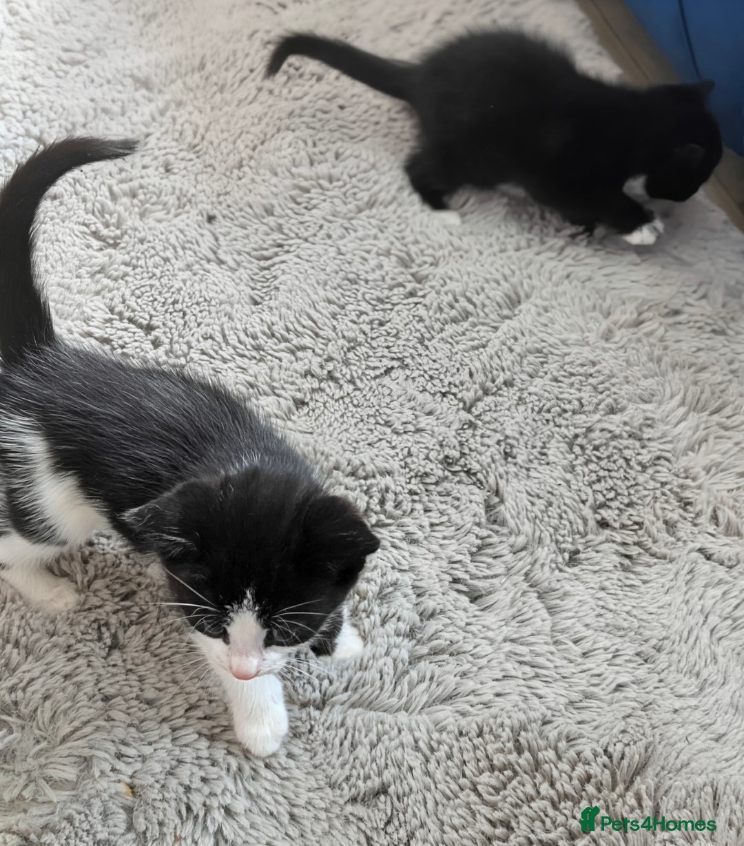 Mixed Breed cats for sale: Cute kittens for sale  - Image 4