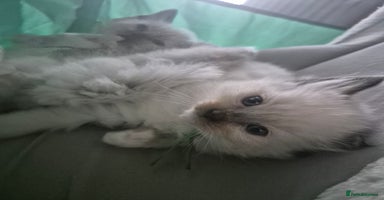 Ragdoll cats - Advert 3