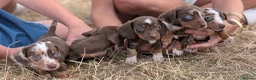 Miniature Dachshund dogs for sale: Beautiful Dachshund puppies in Ashbourne - Advert 5