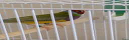 Finches birds for sale: Gouldian finch male - Advert 2