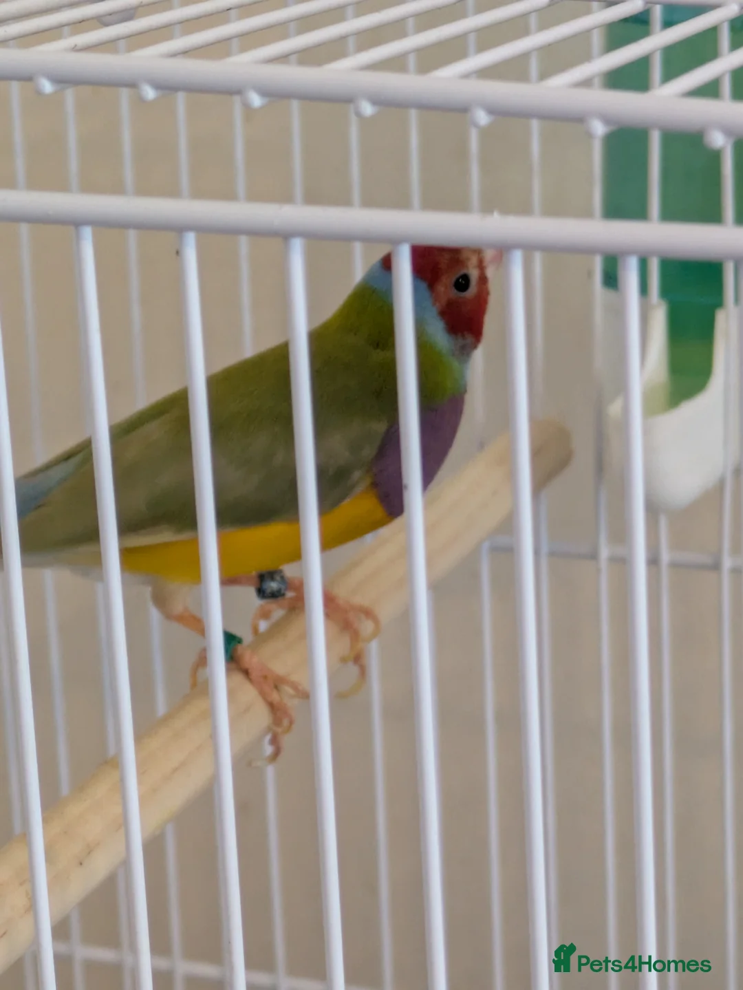 Finches birds for sale: Gouldian finch male - Advert 2