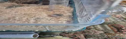 Hamster rodents for sale: Dawf hamster  in Ambleside - Advert 2