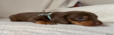 Dachshund 2
