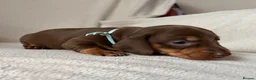 Dachshund dogs for sale: Dachshund puppies for sale - Advert 7