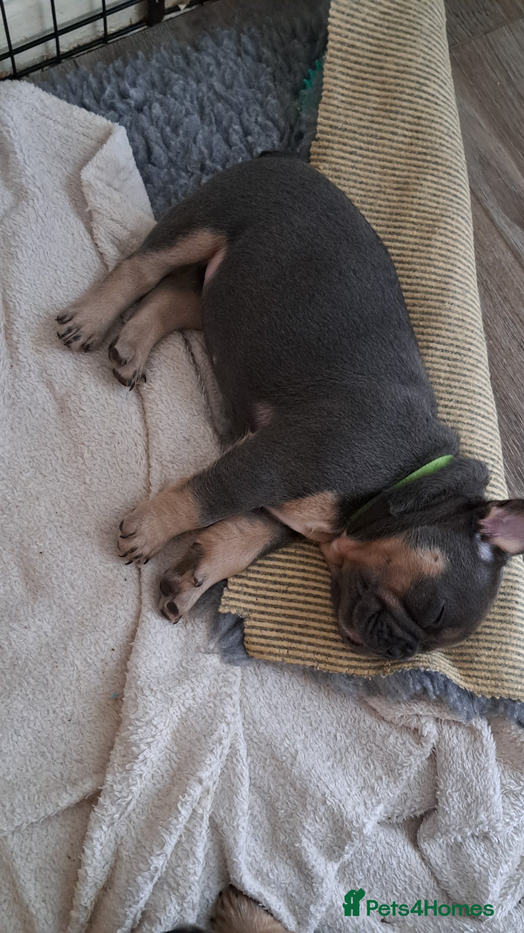 French Bulldog dogs for sale: One pink male french bulldog left  - Advert 24