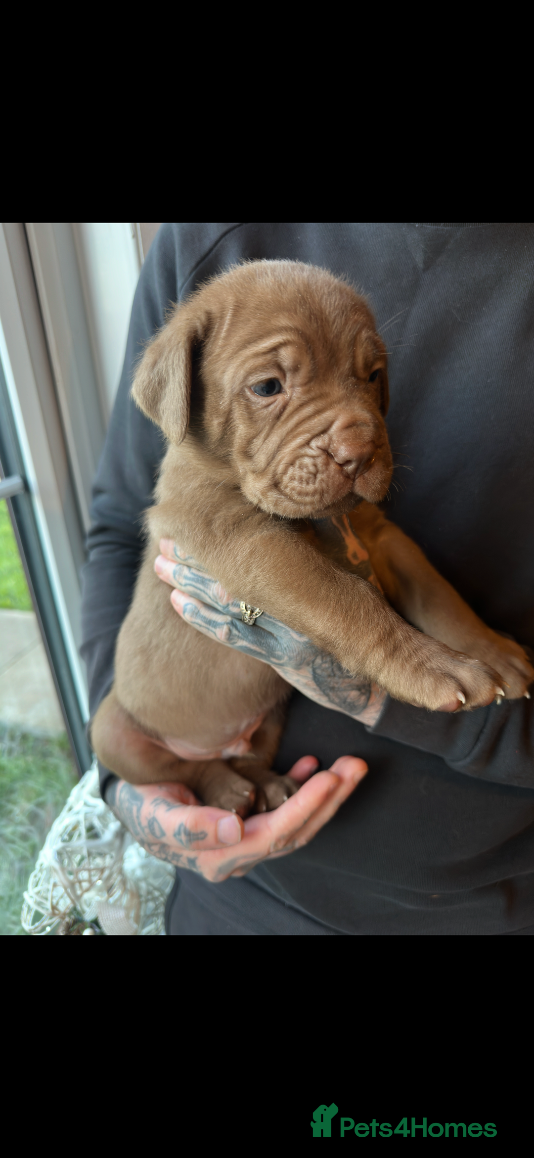 Mixed Breed dogs for sale: Presa X Neo puppies - Advert 17