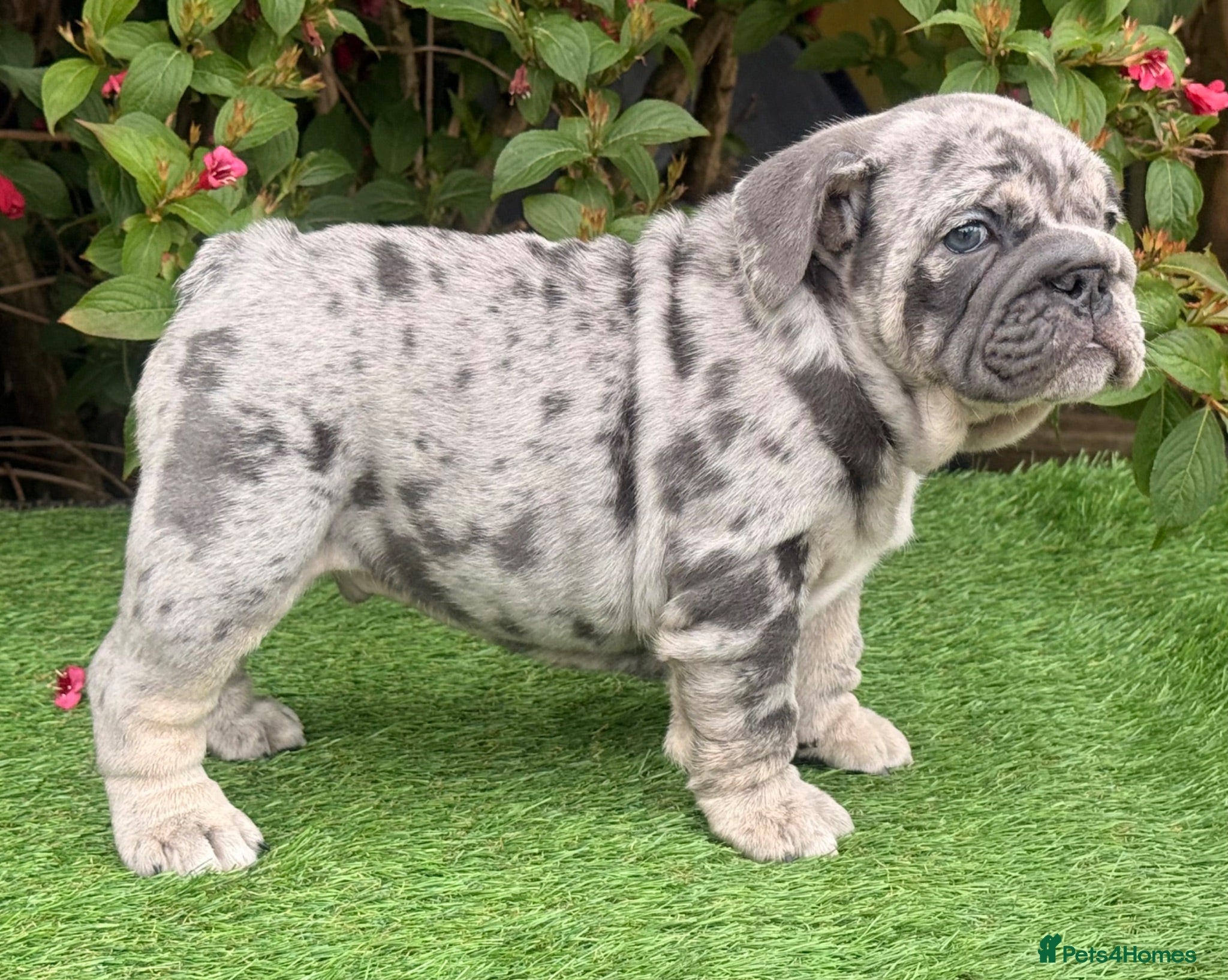 English Bulldog dogs Stunning English Bulldog Pups for Sale  - Advert 1