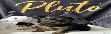 Yorkshire Terrier Puppy 1
