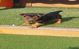 Jack Russell dogs for sale: Jack Russell's Miniature pup Ready to leave Now in Dagenham - Image 16
