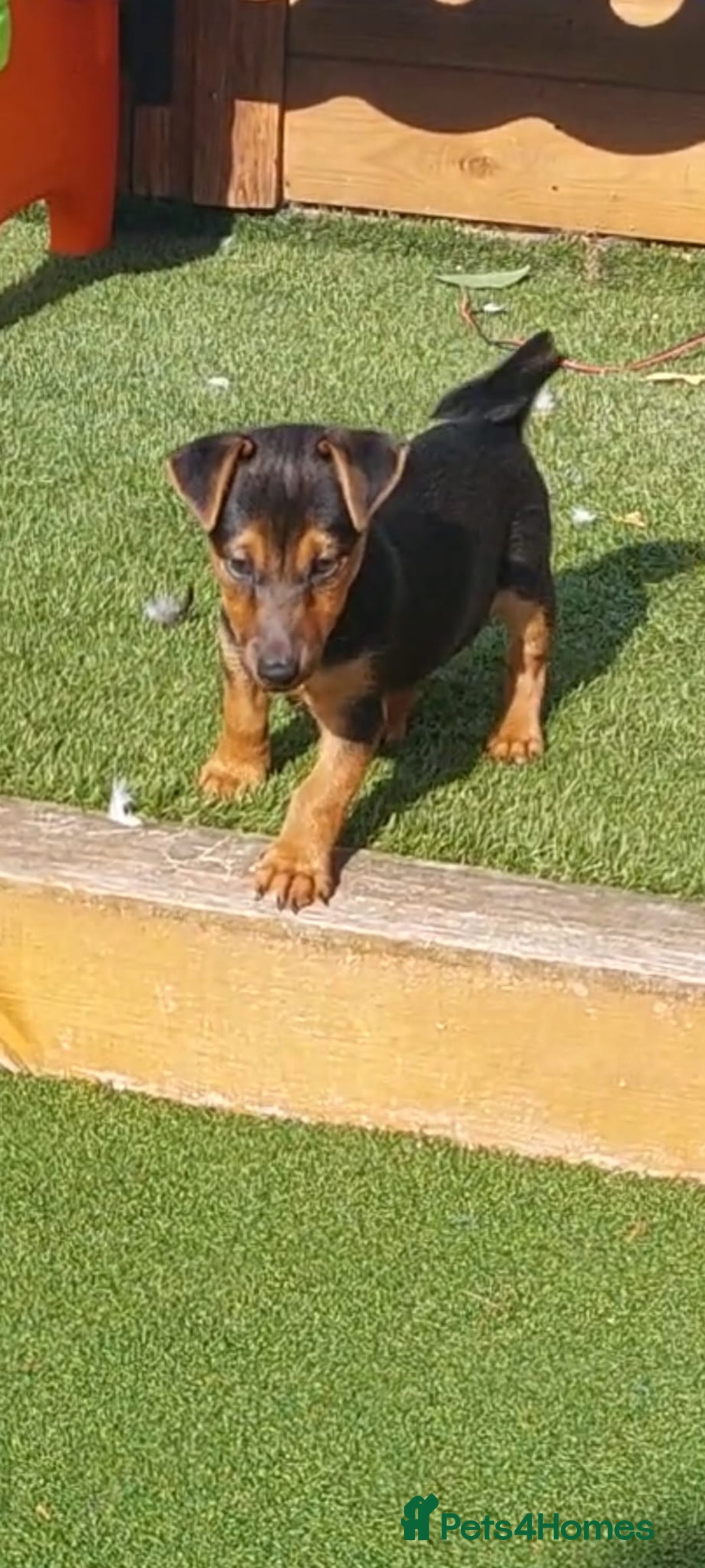 Jack Russell dogs for sale: Jack Russell's Miniature pup Ready to leave Now in Dagenham - Image 16